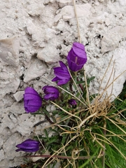 Edraianthus serpyllifolius