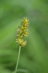 Carex gravida