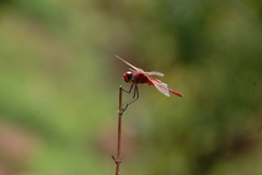 Urothemis