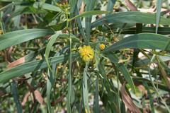 Phyllodineae