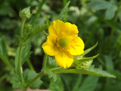 Geum aleppicum