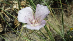 Calochortus striatus