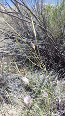 Calochortus striatus