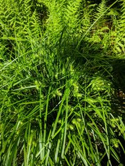 Carex baileyi