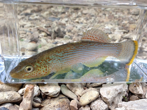 Northern studfish (Fundulus catenatus) — Fundulidae