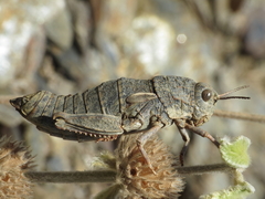 Eumigus monticola