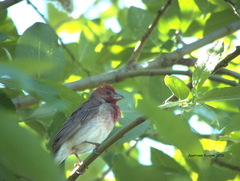 Carpodacus erythrinus