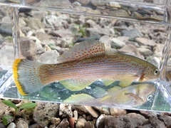 Fundulus catenatus