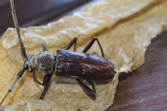 Susuacanga stigmatica