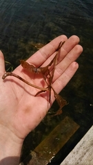 Potamogeton illinoensis