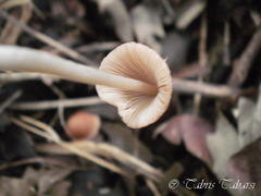 Basidiomycota