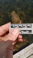 Potamogeton illinoensis