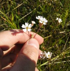 Silene linnaeana