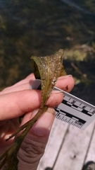Potamogeton illinoensis