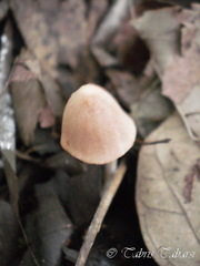 Basidiomycota
