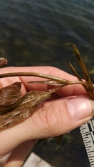 Potamogeton illinoensis