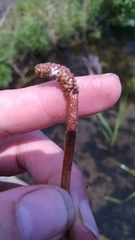Potamogeton illinoensis