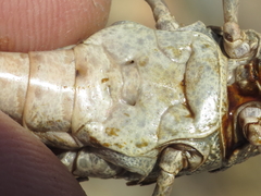 Eumigus monticola