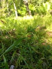 Carex folliculata
