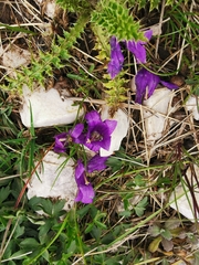 Edraianthus serpyllifolius