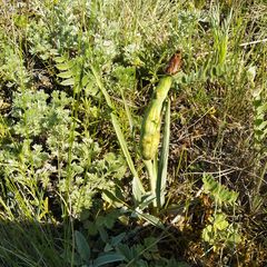 Aulacidea scorzonerae