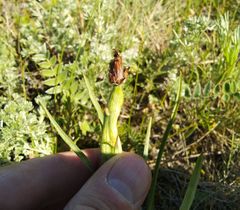 Aulacidea scorzonerae