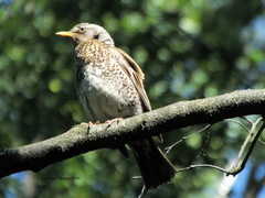 Turdus pilaris