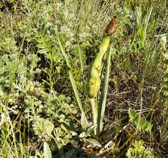 Aulacidea scorzonerae