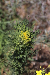 Jacobaea vulgaris dunensis