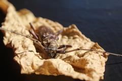 Susuacanga stigmatica