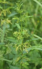 Urtica dioica