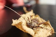 Susuacanga stigmatica