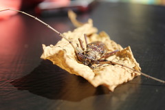 Susuacanga stigmatica