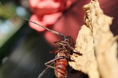 Susuacanga stigmatica