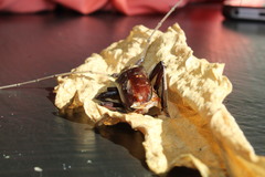 Susuacanga stigmatica