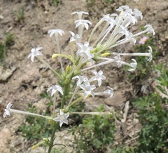 Ipomopsis aggregata candida