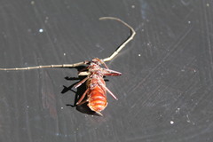 Susuacanga stigmatica