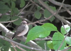 Muscicapa striata