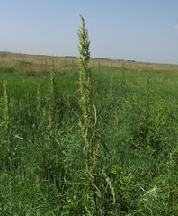 Rumex