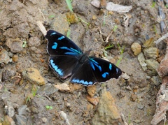 Orophila