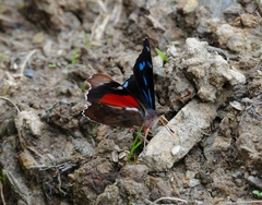 Orophila