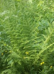 Athyrium filix-femina