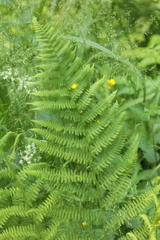 Athyrium filix-femina