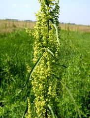 Rumex