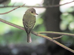Muscicapa striata