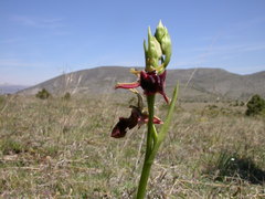 Ophrys mammosa
