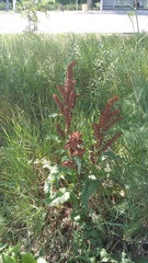 Rumex patientia orientalis