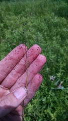 Dichanthelium praecocius