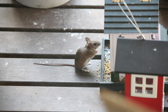 Apodemus flavicollis