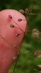 Dichanthelium praecocius